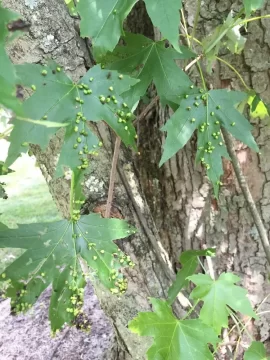 [Hearth.com] Silver Maple - something on the leaves?