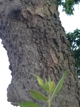 [Hearth.com] Tree ID Help