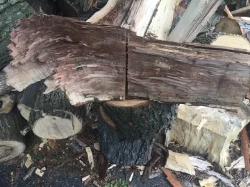 [Hearth.com] Wood ID Please - Hard/Sugar Maple?