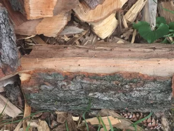 [Hearth.com] Wood ID Please - Hard/Sugar Maple?