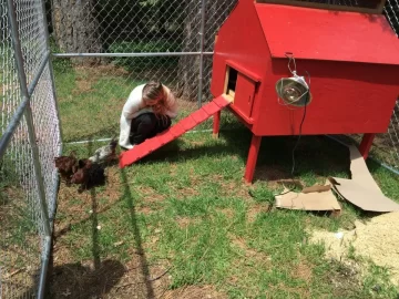 [Hearth.com] Back yard chickens, getting started