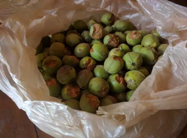 [Hearth.com] How to eat hickory nuts?