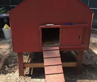 [Hearth.com] Back yard chickens, getting started