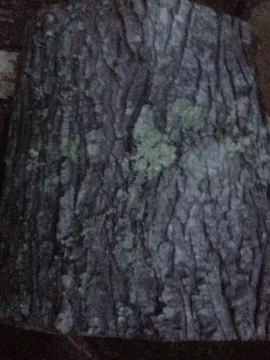 [Hearth.com] Tree ID help