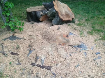 [Hearth.com] Tree ID help