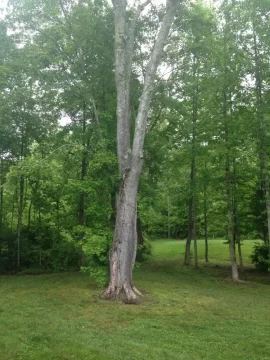 [Hearth.com] Tree ID help