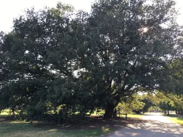 [Hearth.com] Largest Oak I've Ever Seen