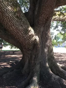 [Hearth.com] Largest Oak I've Ever Seen