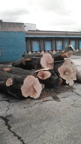 [Hearth.com] This is part of the 100 plus tons of oak I got and split.