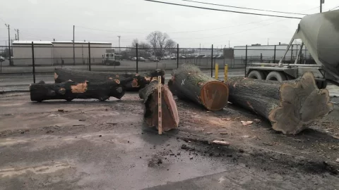 [Hearth.com] This is part of the 100 plus tons of oak I got and split.