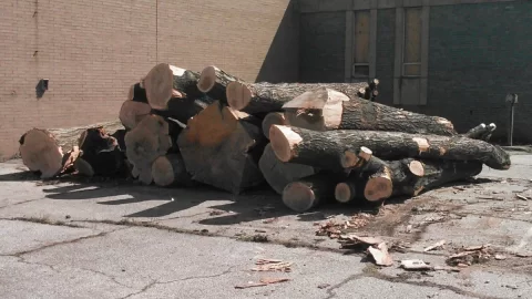 [Hearth.com] This is part of the 100 plus tons of oak I got and split.