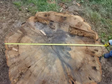 [Hearth.com] Largest Oak I've Ever Seen