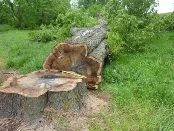 [Hearth.com] Largest Oak I've Ever Seen