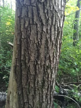 [Hearth.com] Tree Identification