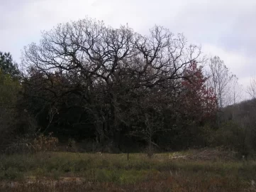 [Hearth.com] Largest Oak I've Ever Seen