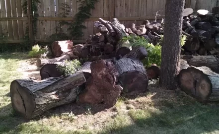 [Hearth.com] Working a Honey Locust Score, May Need Help (Dayton)