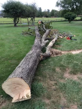 [Hearth.com] Honey locust score... Love my neighbors!