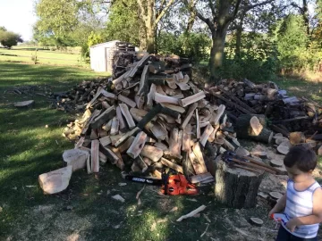 [Hearth.com] Honey locust score... Love my neighbors!