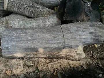 [Hearth.com] Cut some sugar maple yesterday.