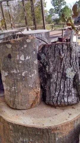 [Hearth.com] Today's score..... maple and ??? ID help please