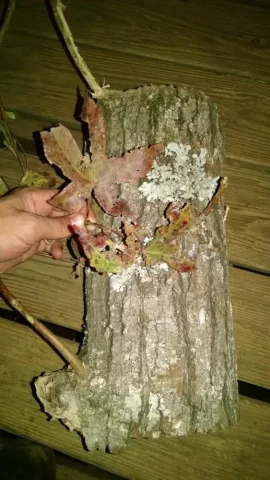 [Hearth.com] Today's score..... maple and ??? ID help please