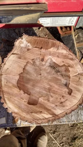 [Hearth.com] Today's score..... maple and ??? ID help please