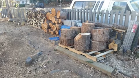 [Hearth.com] Today's tree is tomorrow's firewood