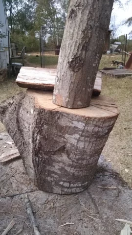 [Hearth.com] Today's score..... maple and ??? ID help please