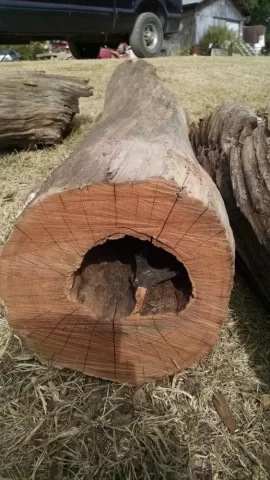 [Hearth.com] Today's score..... maple and ??? ID help please