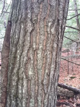 [Hearth.com] Another tree id please