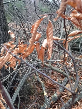 [Hearth.com] Tree ID please