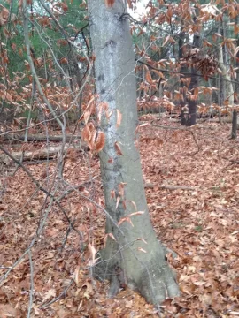 [Hearth.com] Tree ID please