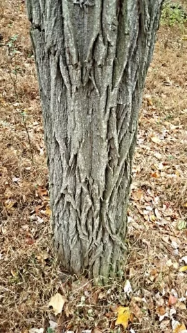 [Hearth.com] Tree Identification