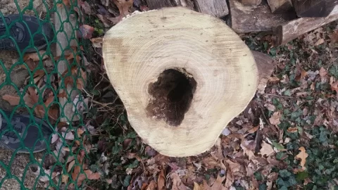 [Hearth.com] Tree Identification