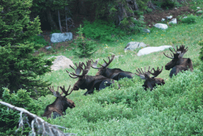 [Hearth.com] Northern New York Moose