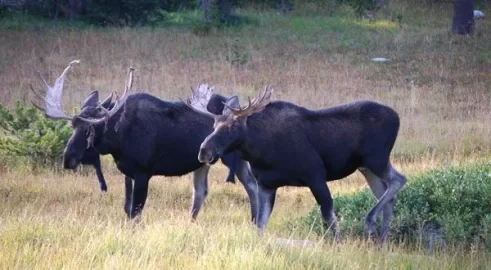 [Hearth.com] Northern New York Moose