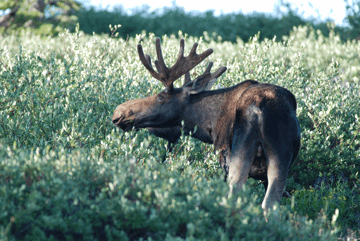 [Hearth.com] Northern New York Moose