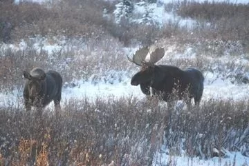 [Hearth.com] Northern New York Moose