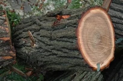 [Hearth.com] Tree ID (Again)