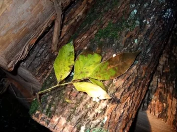 [Hearth.com] Mockernut Hickory or Ash??? Have lots of it...