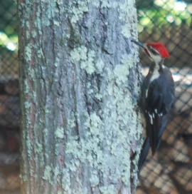 [Hearth.com] Pileated Woodpecker