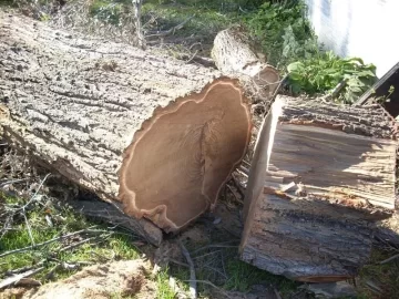 [Hearth.com] "Elm splitting frustration" Disease. Help Me.