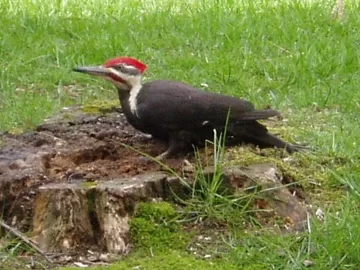 [Hearth.com] Pileated Woodpecker