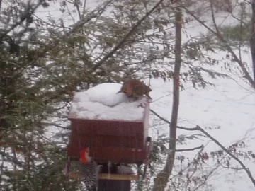 [Hearth.com] Pileated Woodpecker