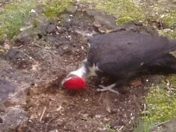 [Hearth.com] Pileated Woodpecker