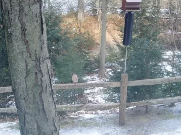 [Hearth.com] Pileated Woodpecker