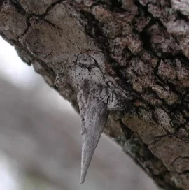 [Hearth.com] Black Locust?