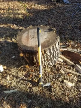 [Hearth.com] Fallen Timber ID in NYC suburb area