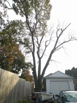 [Hearth.com] Large Norway maple taken down