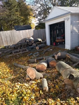 [Hearth.com] Large Norway maple taken down